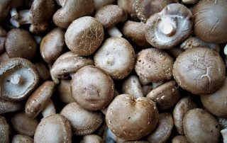 most potent medicinal mushrooms