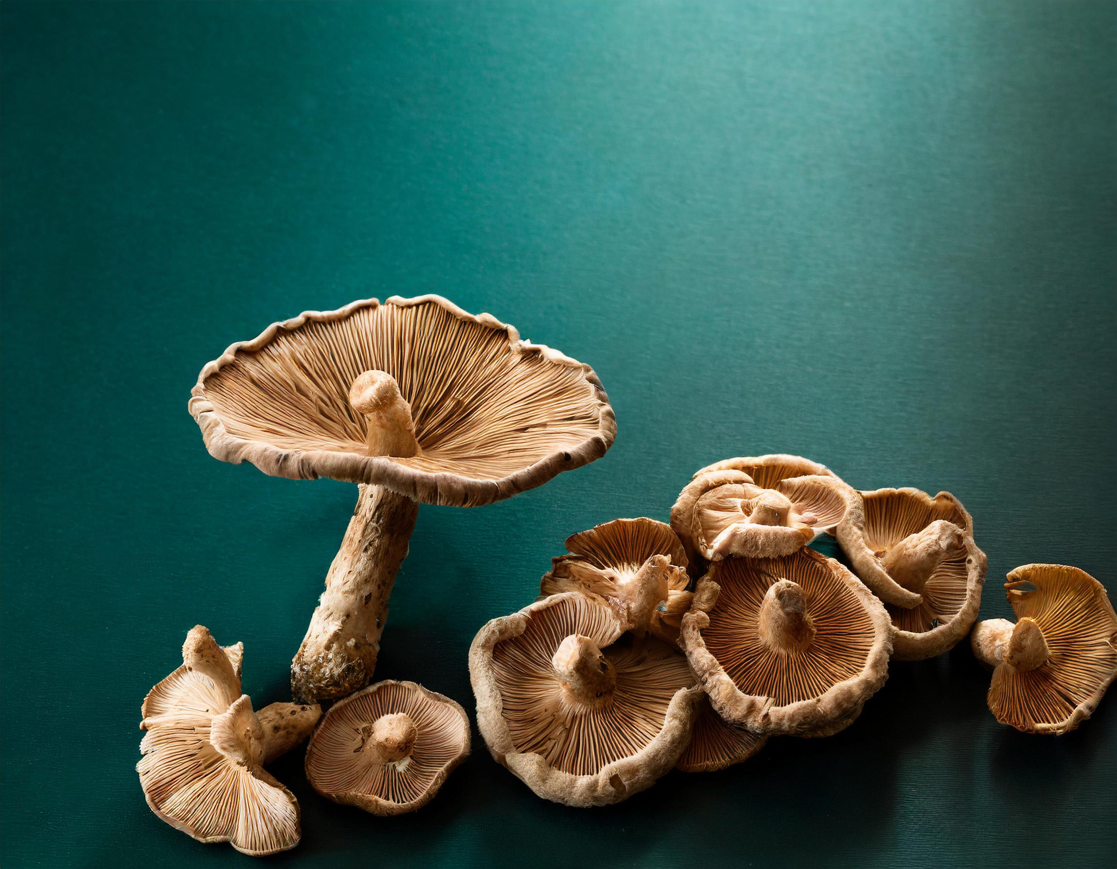 Most Potent Mushrooms