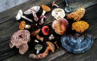 Medicinal Mushrooms Collection