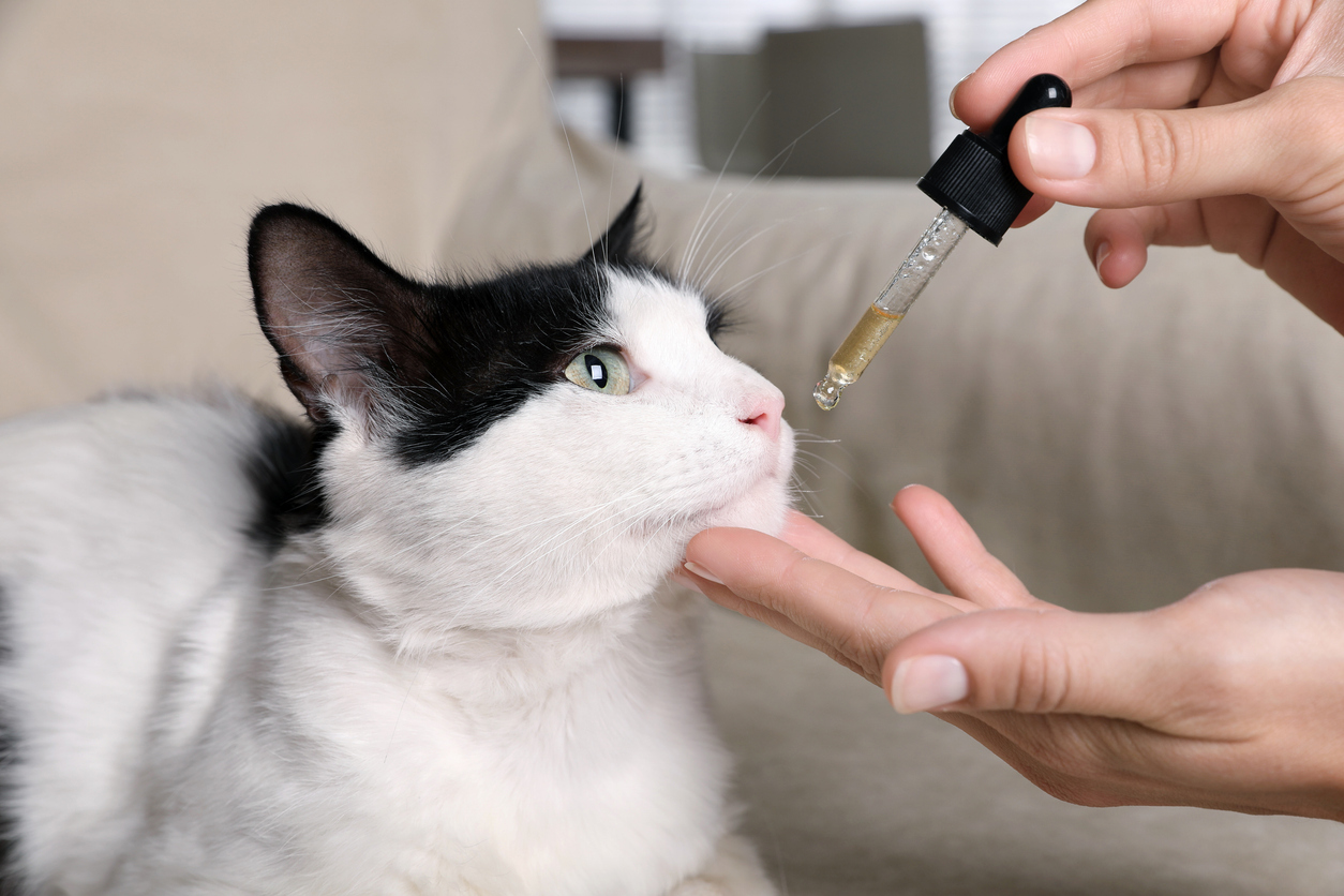 Giving Cat a Tincture oil