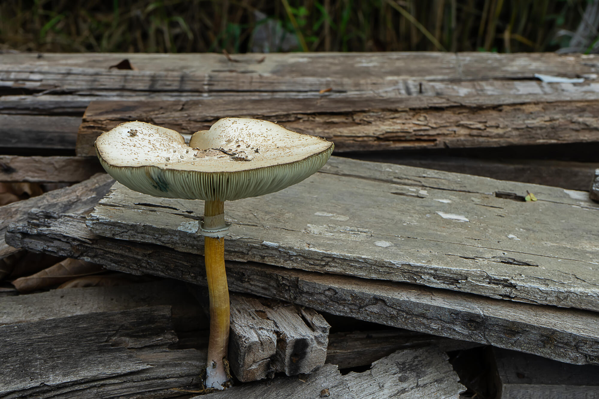 Mushrooms for Depression