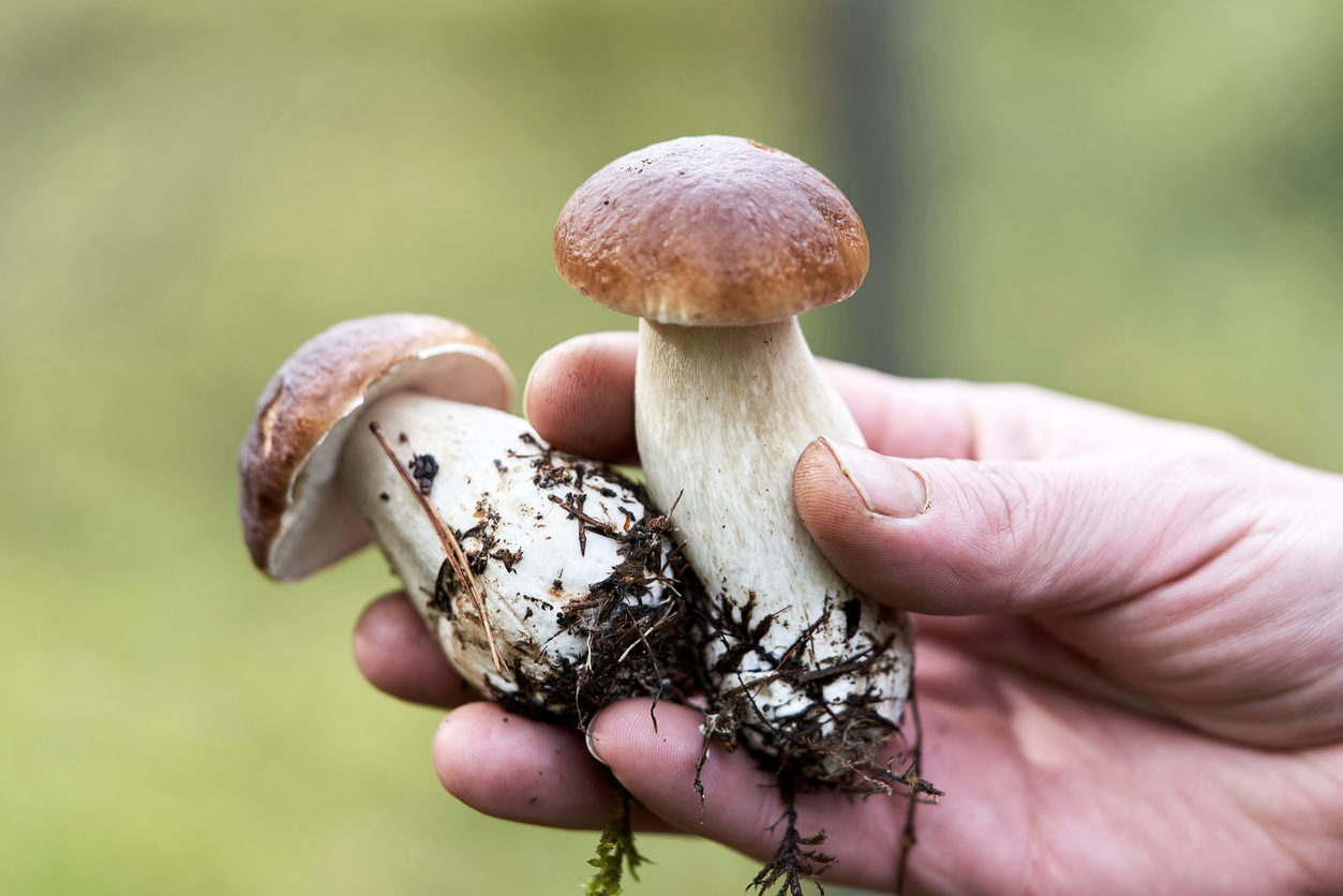 how to grow medicinal mushrooms.