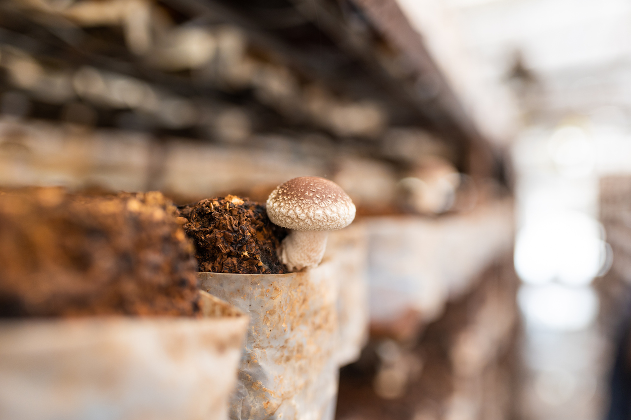 Mushroom Farm