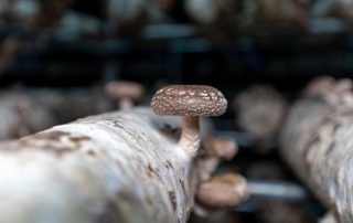 Close-up of mushrooms on mushroom culture medium