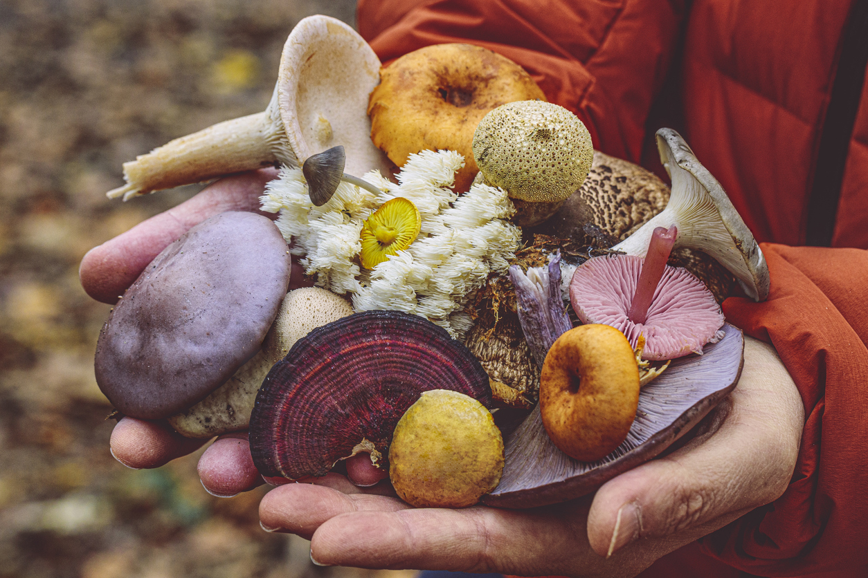 Array of mushrooms