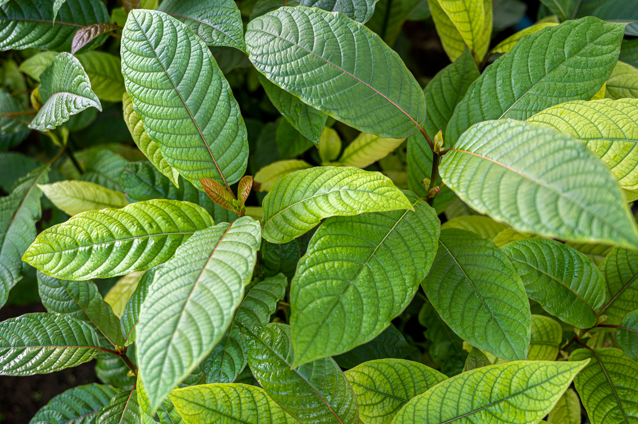 Kratom Leaves