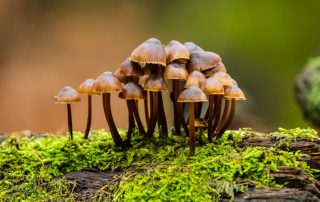 What are functional mushrooms? Close up of mushrooms growing.