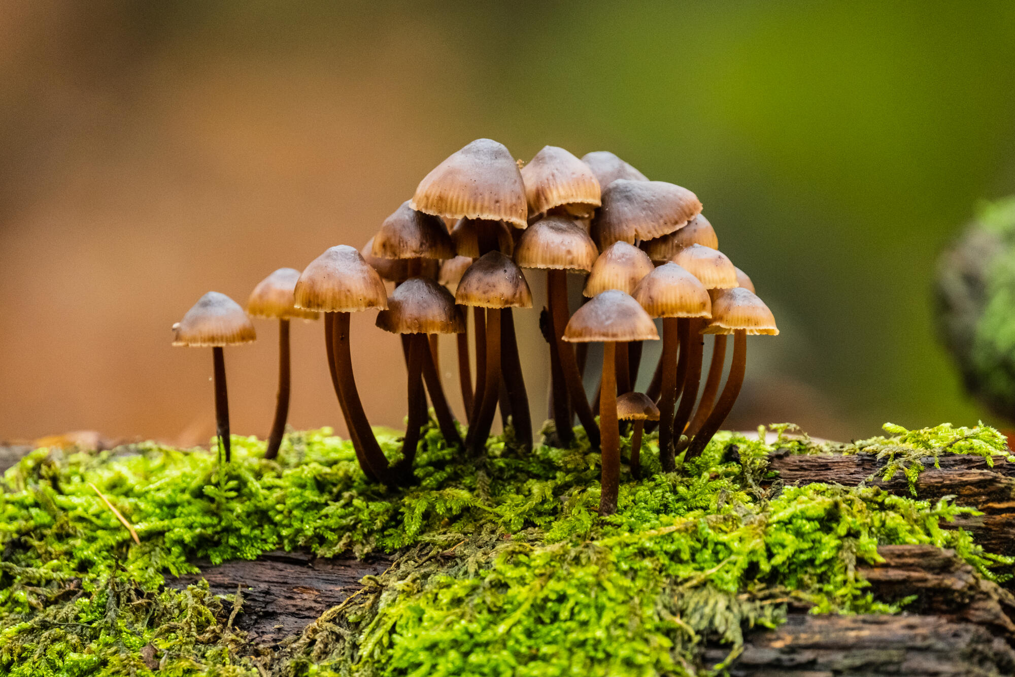 What are functional mushrooms? Close up of mushrooms growing.